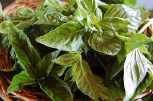 Basil