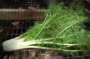 Fennel