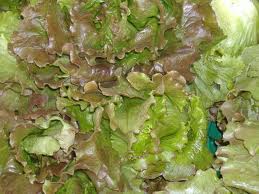 Magenta-Lettuce