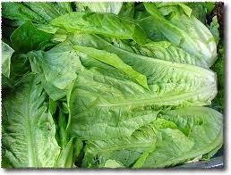 Romaine-Lettuce-2