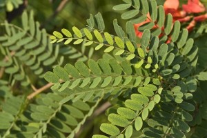 Sesbania_punicea_10652_500