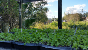 Hardening Shed with Crops ready to go into the fields